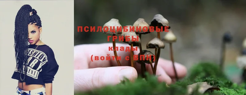 кракен как войти  Звенигород  Галлюциногенные грибы Magic Shrooms 